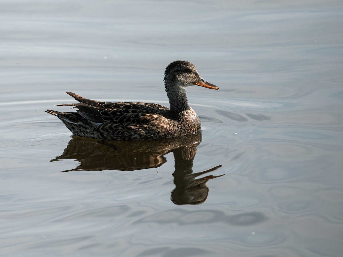 Gadwall - Nick Athanas