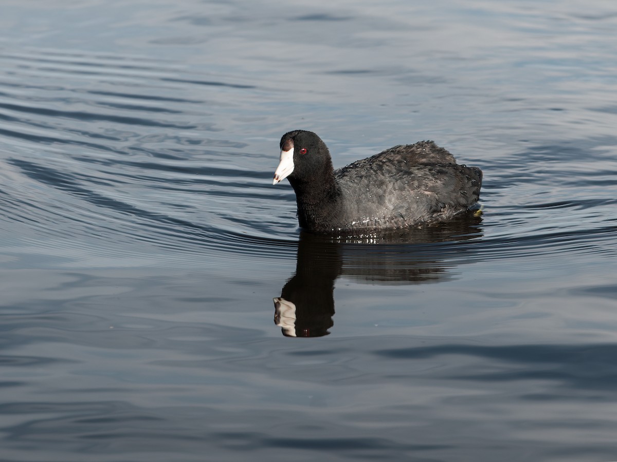 American Coot (Red-shielded) - ML268700811