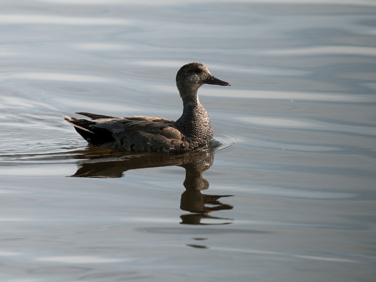 Gadwall - ML268700821