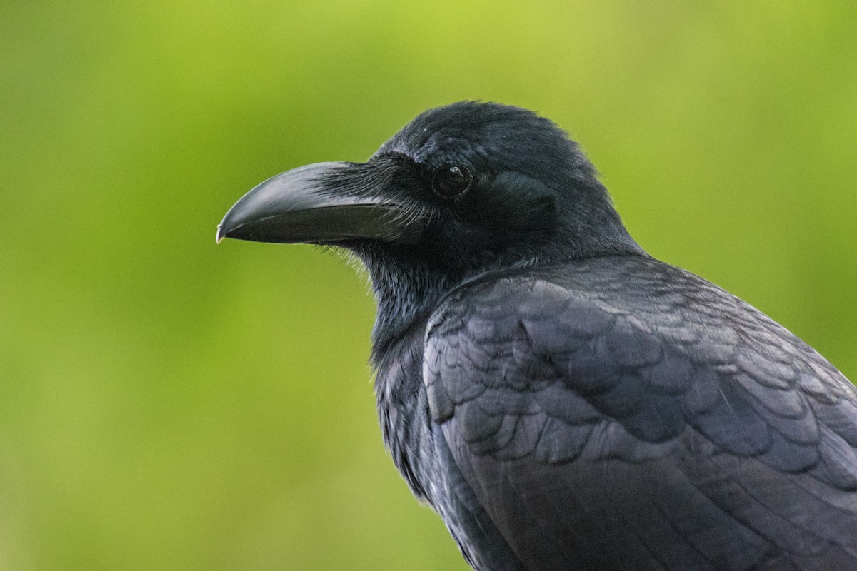 Large-billed Crow - ML268701271