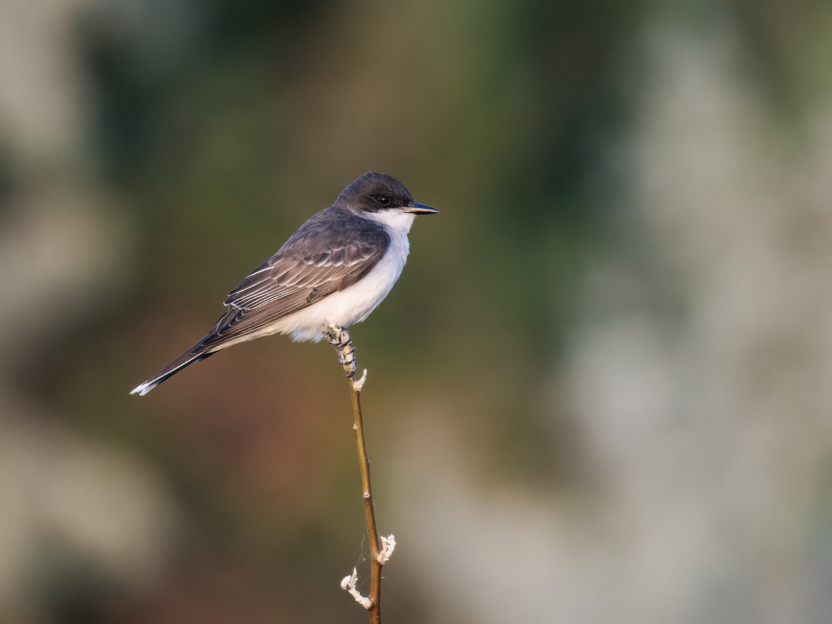 Eastern Kingbird - ML268702691