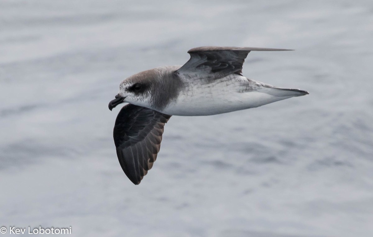 Soft-plumaged Petrel - Kevin Bartram