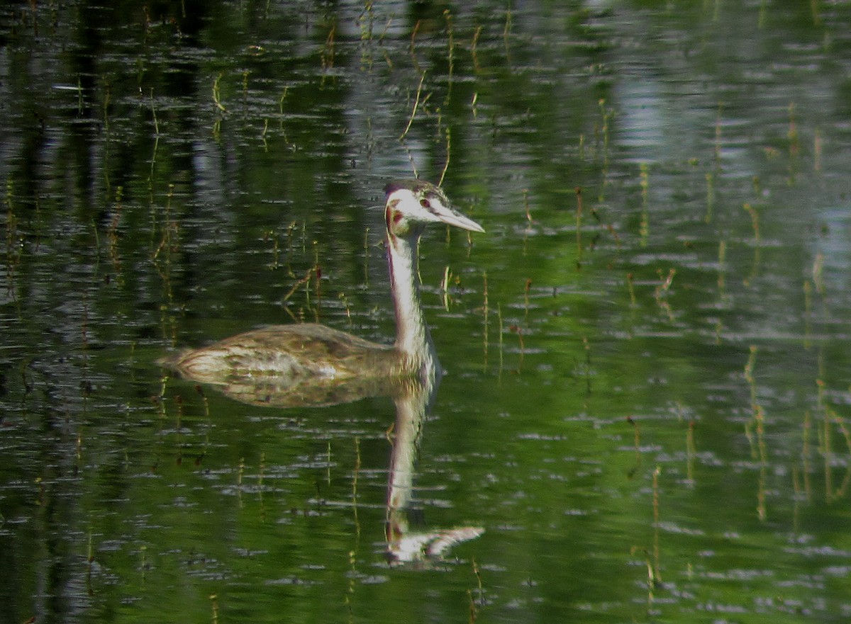 Отгот шунгуур - ML268703871