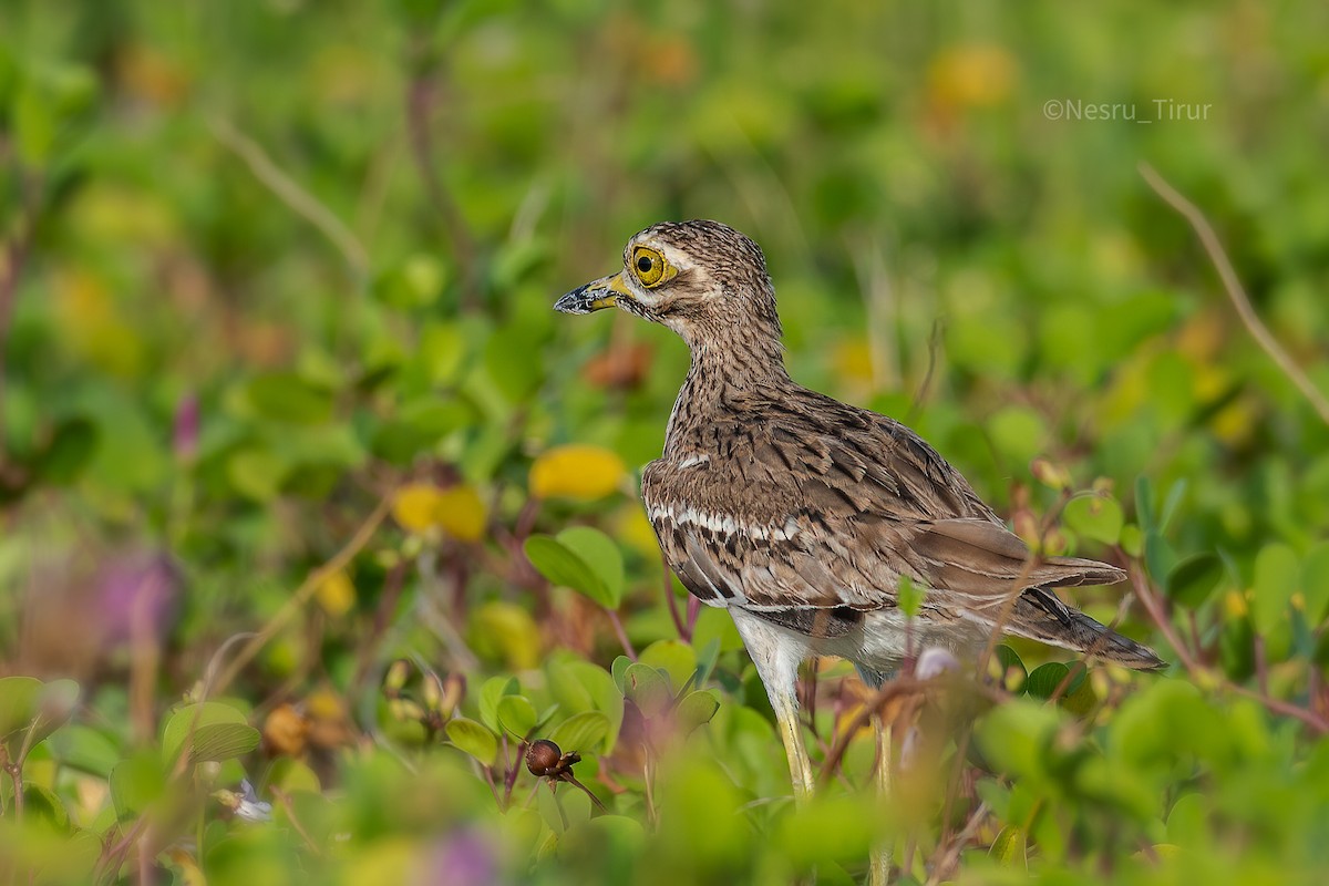 Indian Thick-knee - ML268703881