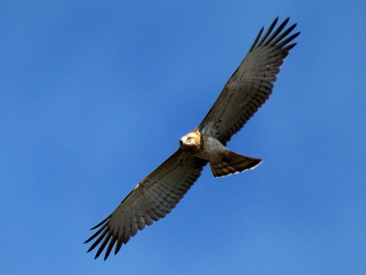 Short-toed Snake-Eagle - Luís Manuel Silva