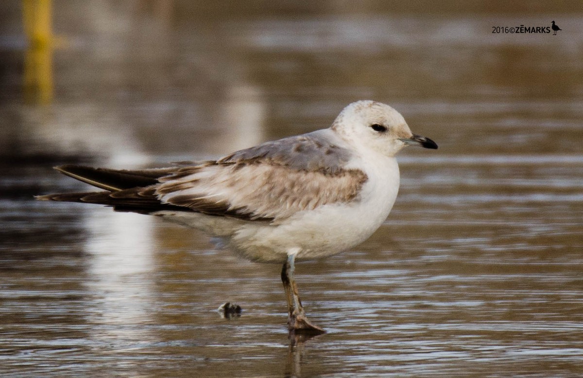 Common Gull - ML26870481