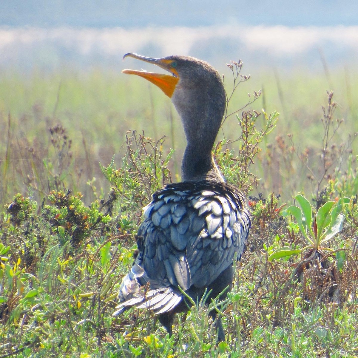 Cormoran à aigrettes - ML268707881