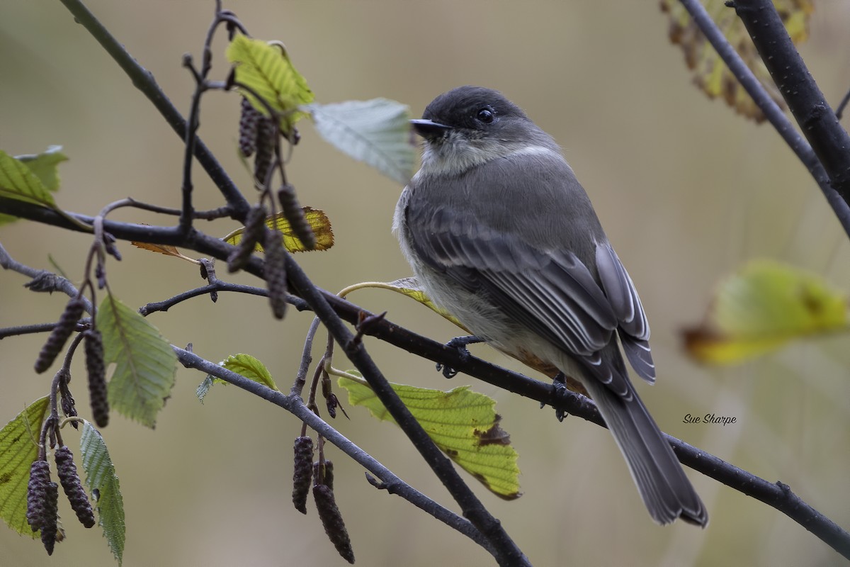 Eastern Phoebe - Sue Sharpe