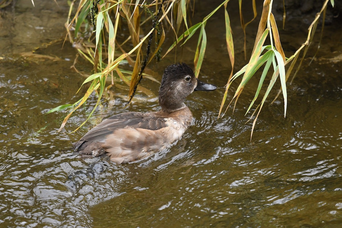 Ring-necked Duck - Christiane Hébert