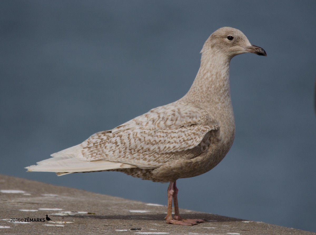 Gaviota Groenlandesa (glaucoides) - ML26871061