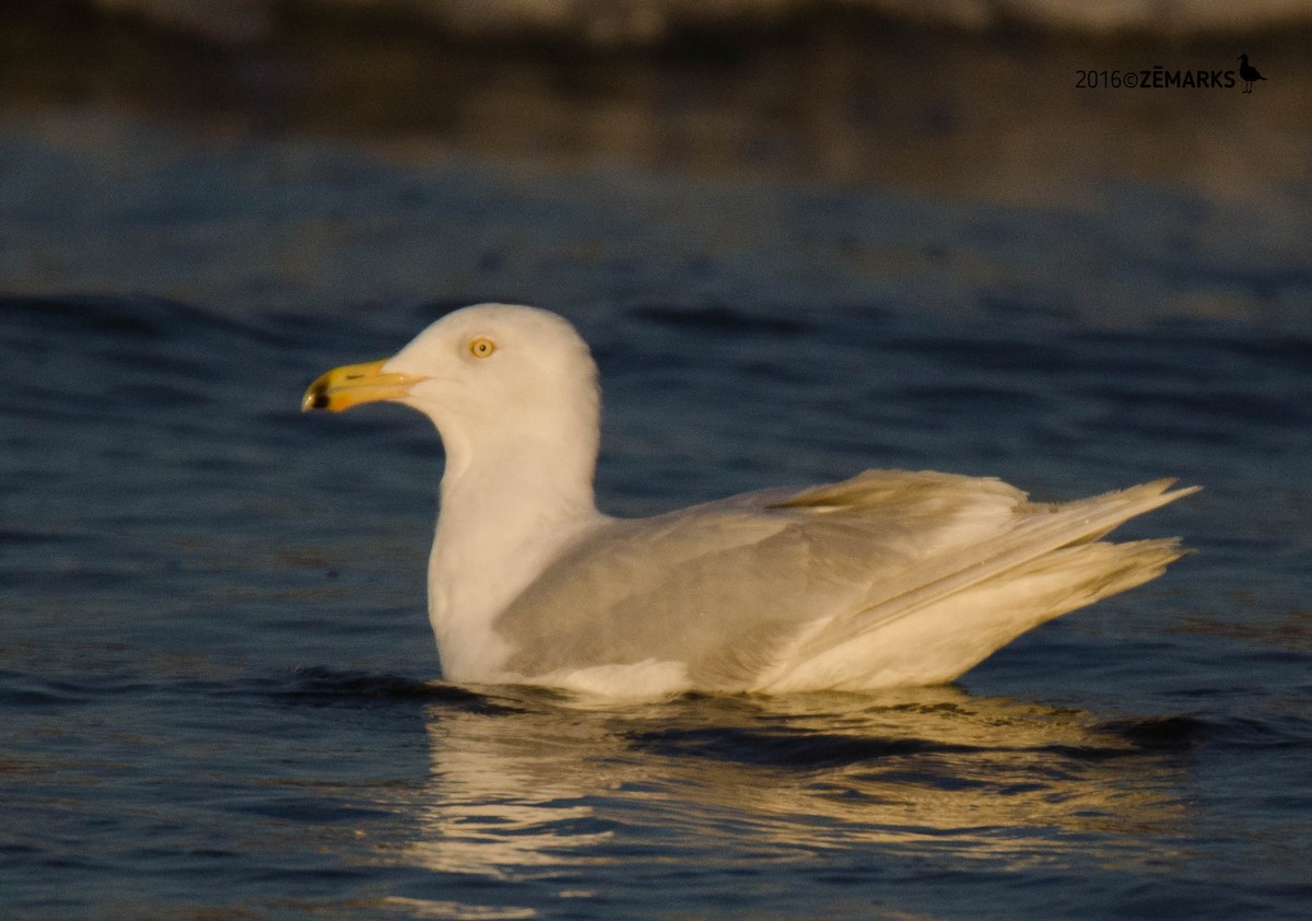 Glaucous Gull - José Marques