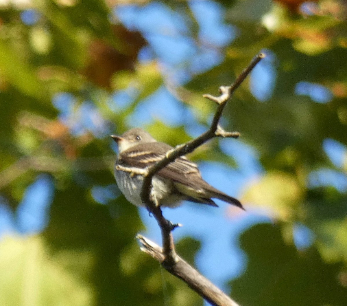 Eastern Wood-Pewee - Vicki Nebes