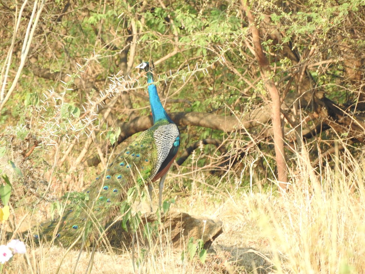 Indian Peafowl - ML268715971