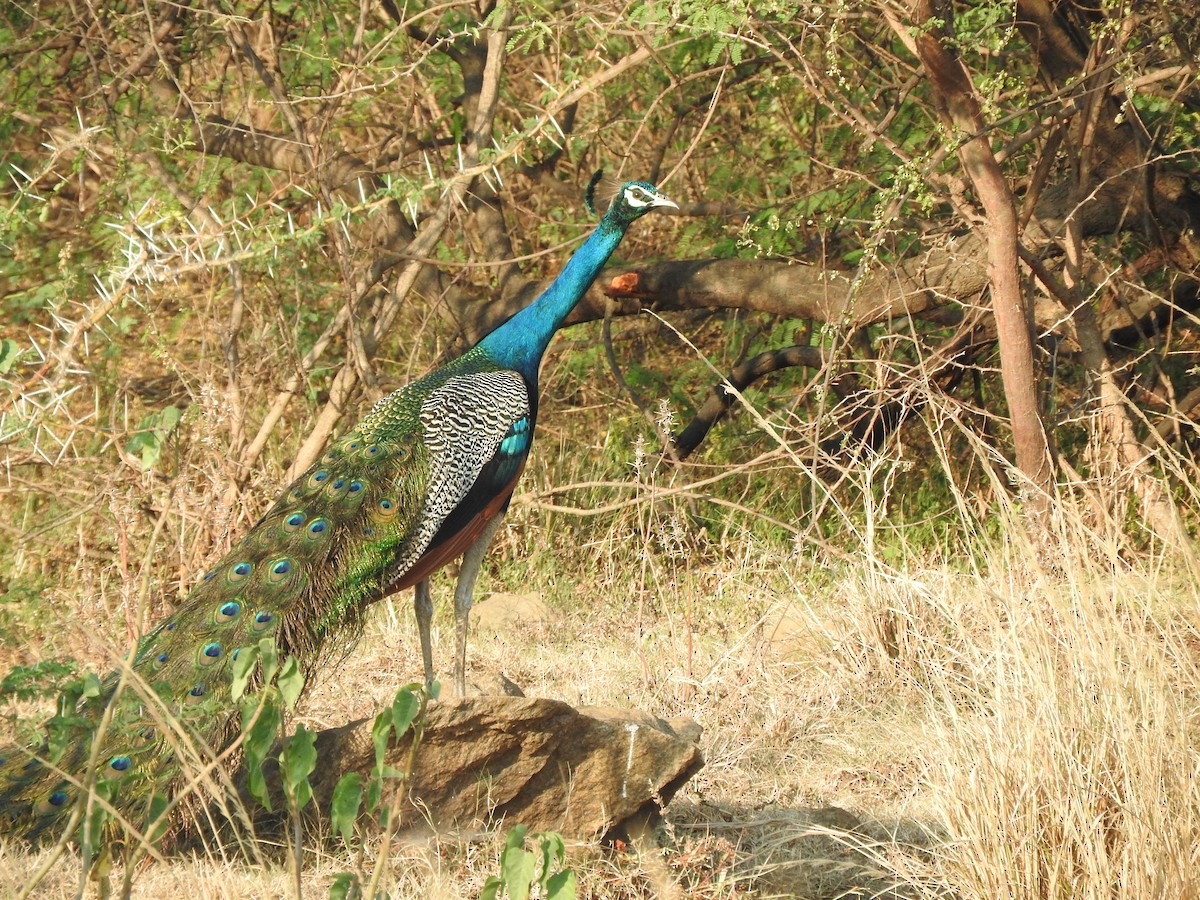 Indian Peafowl - ML268716091