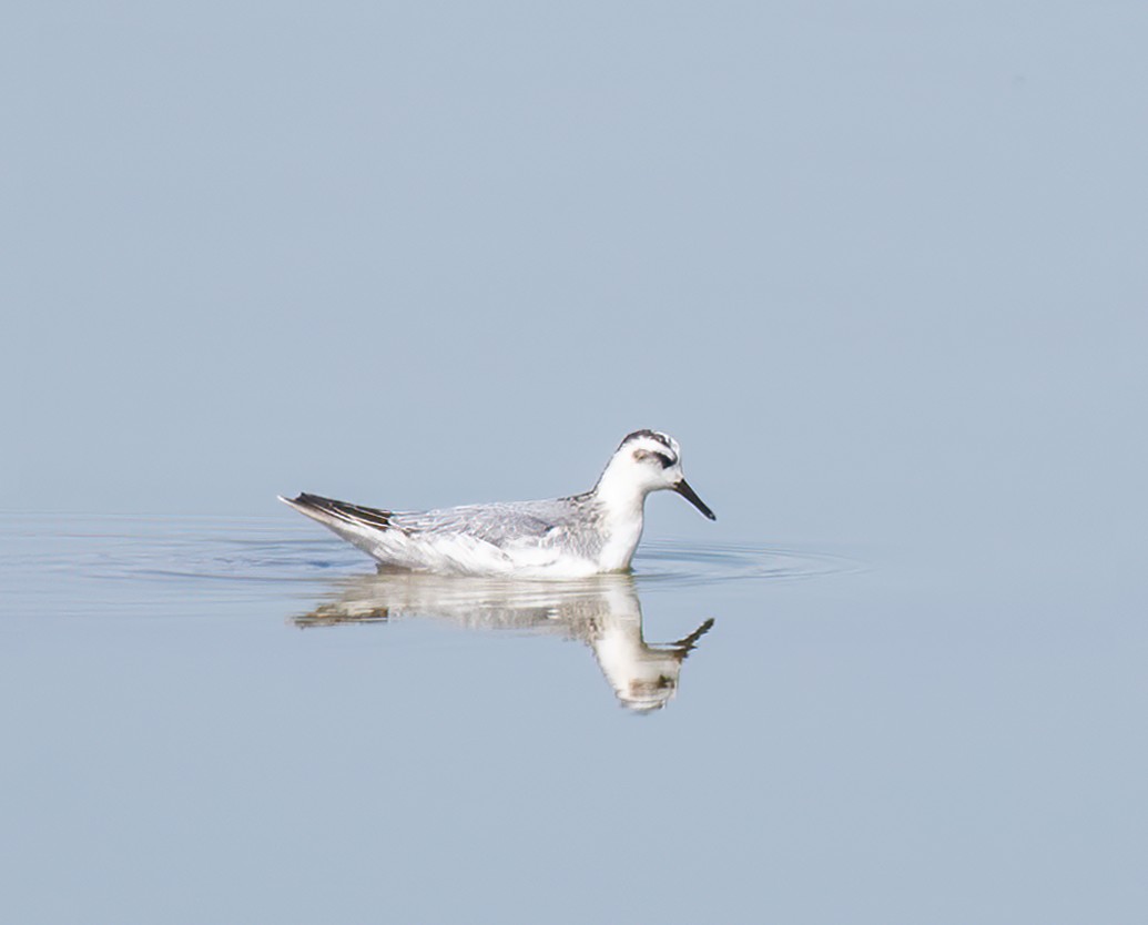 Red Phalarope - ML268716611