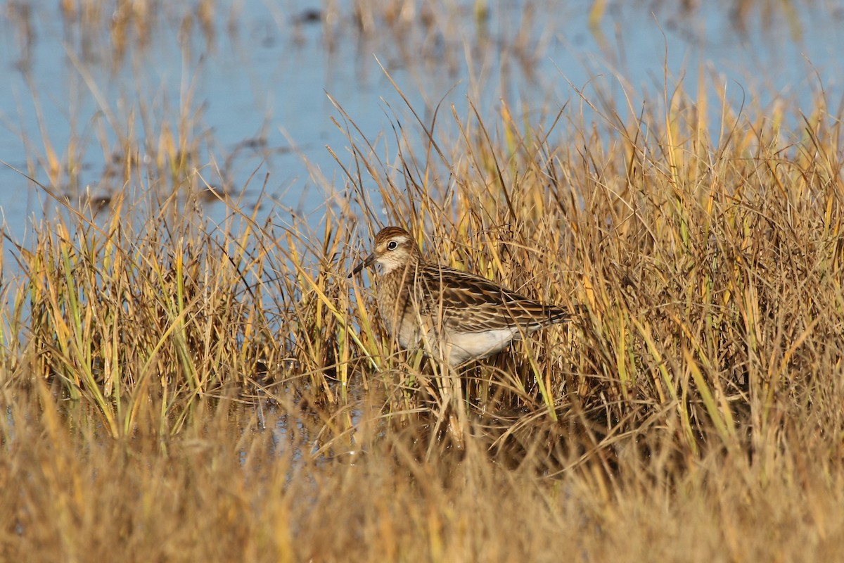 Sharp-tailed Sandpiper - Robin Corcoran