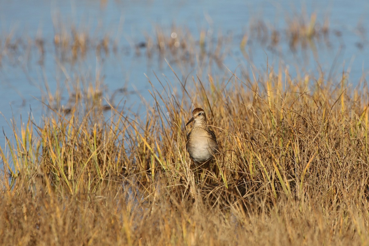 Sharp-tailed Sandpiper - ML268719101