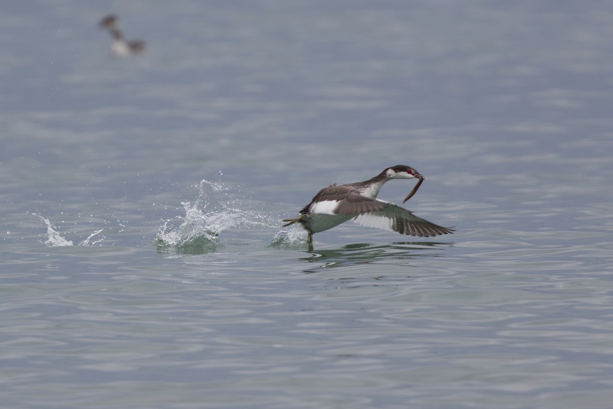 Horned Grebe - ML268719751