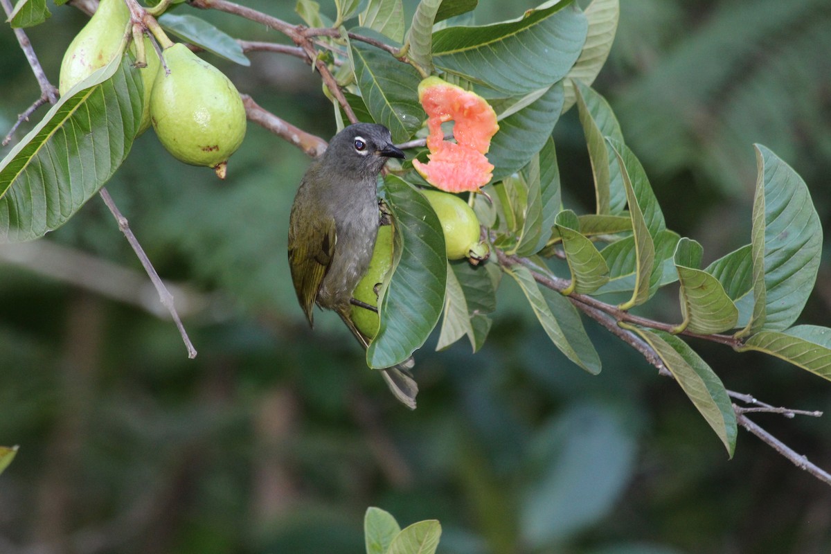 Bulbul del Kilimanjaro Cejinegro - ML268719761