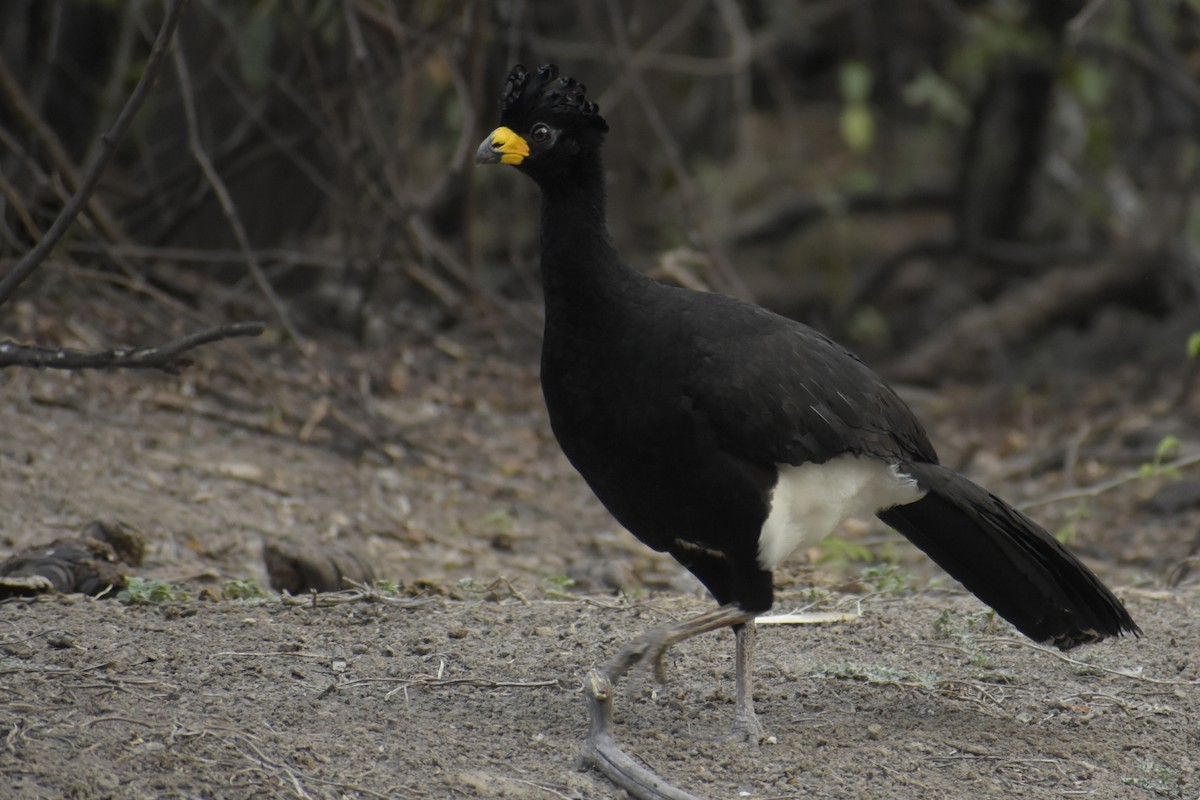 ハゲガオホウカンチョウ - ML268720321