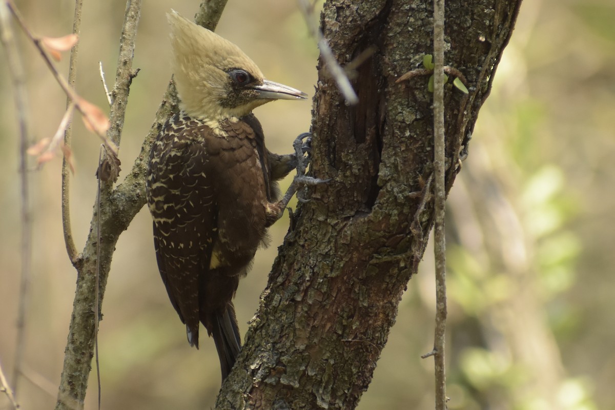 Pale-crested Woodpecker - Bruno Bareiro