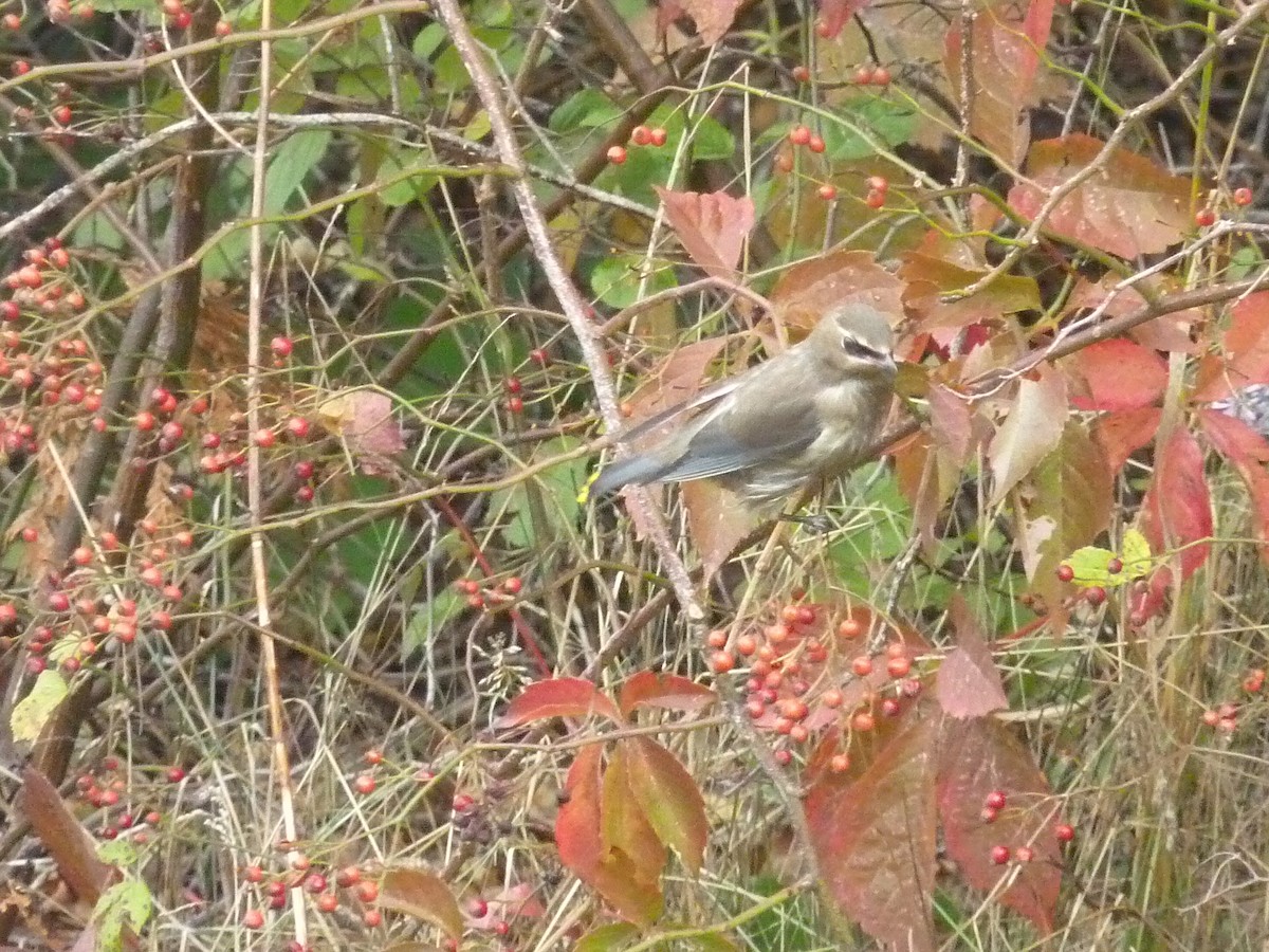 Cedar Waxwing - ML268721331