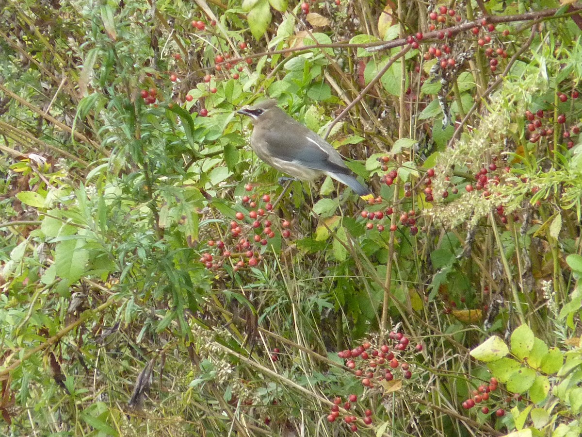 Cedar Waxwing - ML268721541