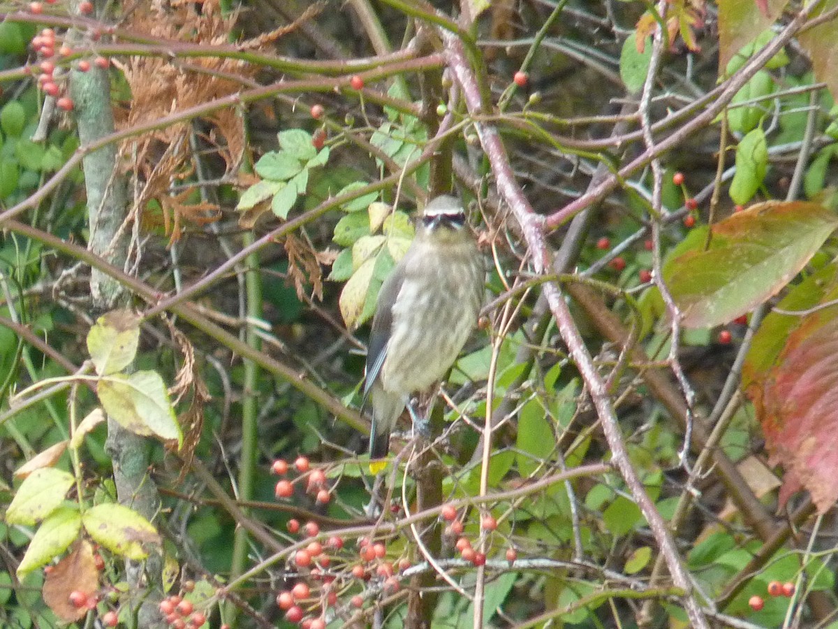 Cedar Waxwing - ML268721561