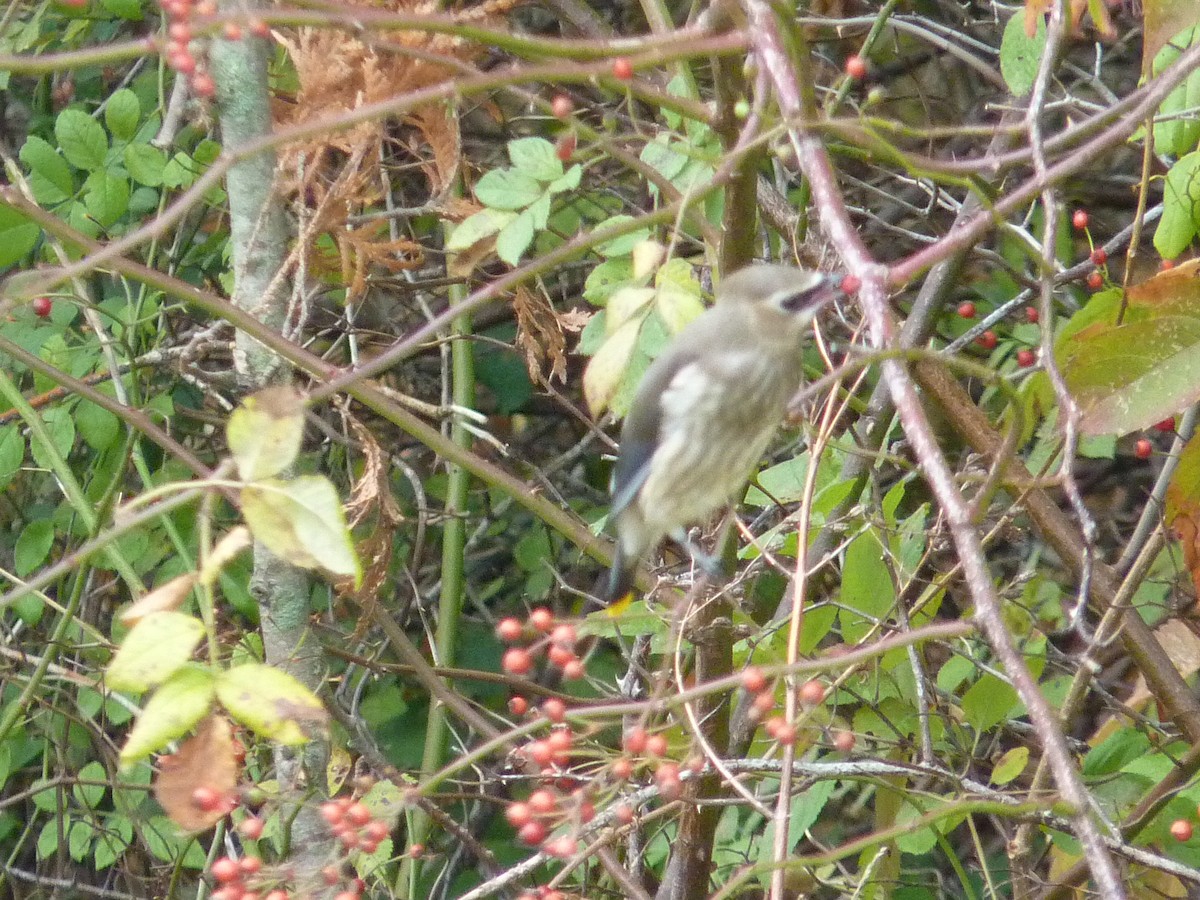 Cedar Waxwing - ML268721611