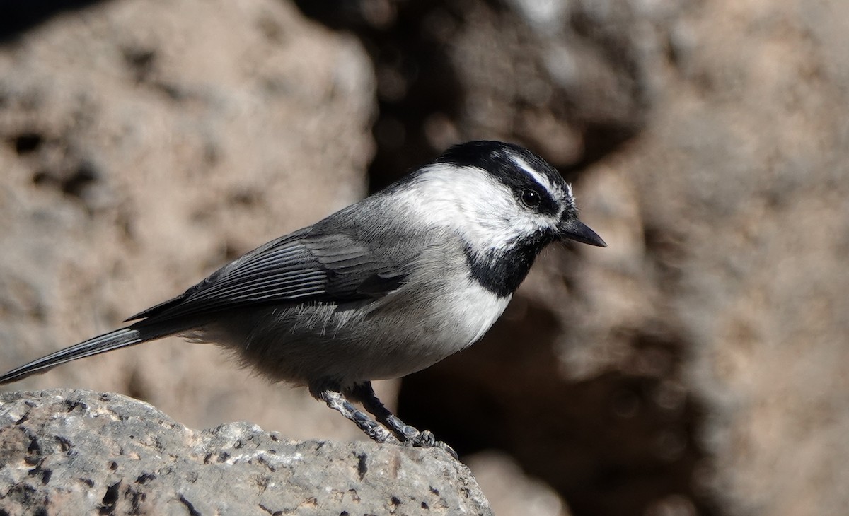 Mountain Chickadee - ML268722271