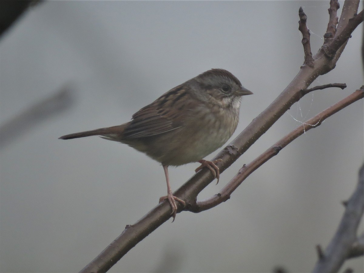 Swamp Sparrow - Patricia and Richard Williams