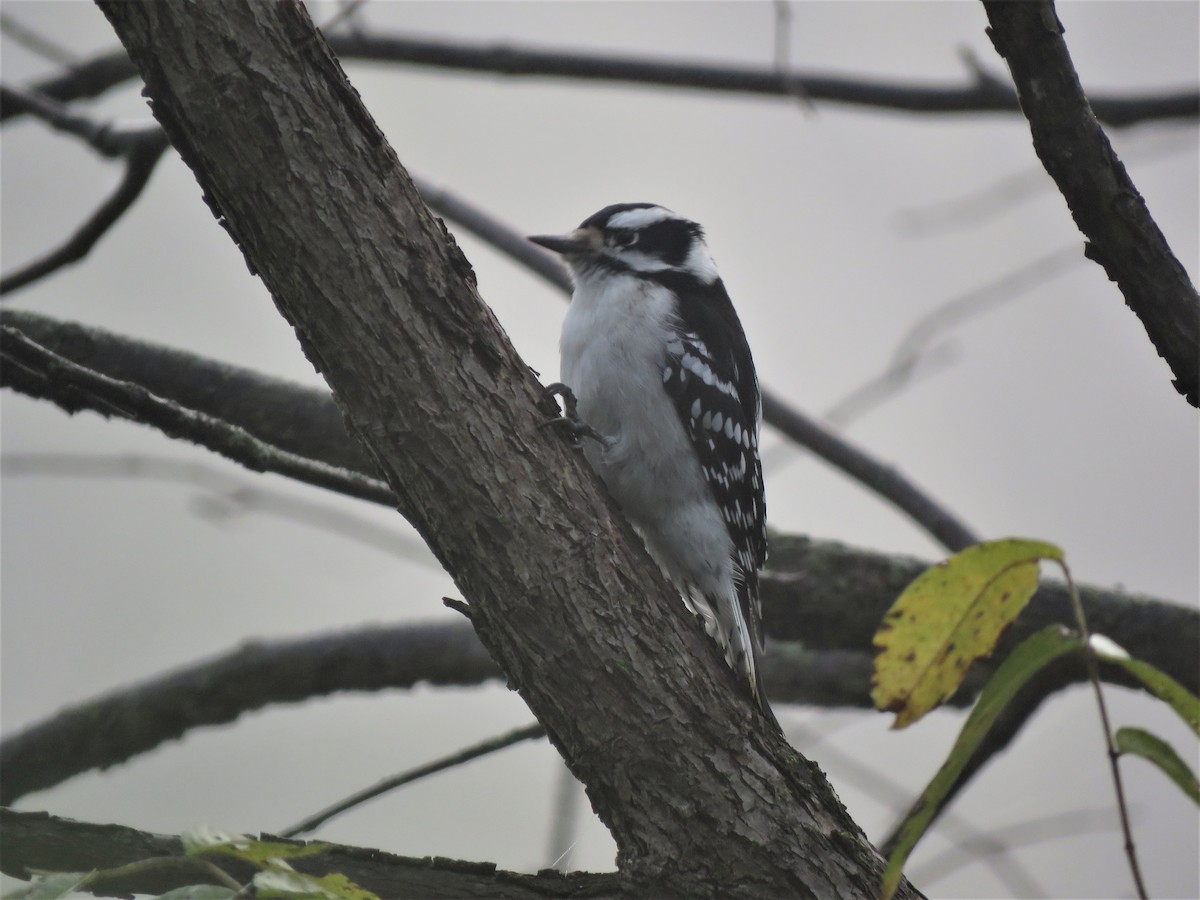 Downy Woodpecker - ML268722931