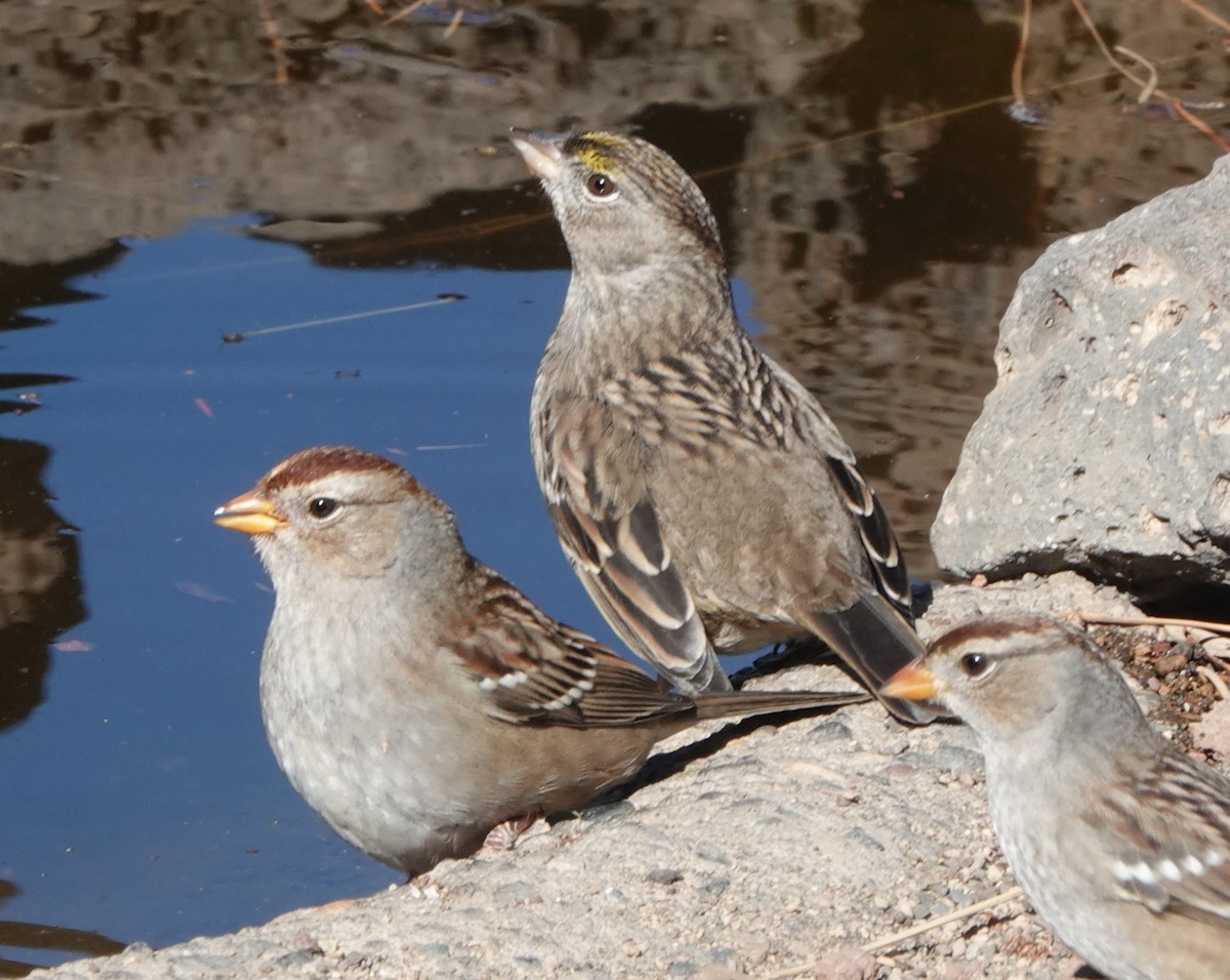 Golden-crowned Sparrow - Jack Maynard