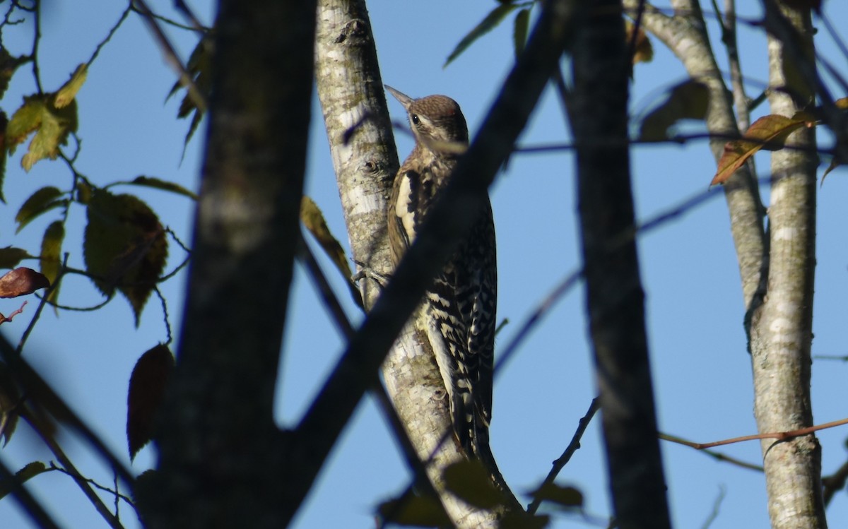 Yellow-bellied Sapsucker - ML268723261