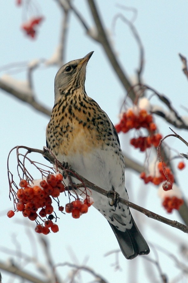 Fieldfare - ML268723681