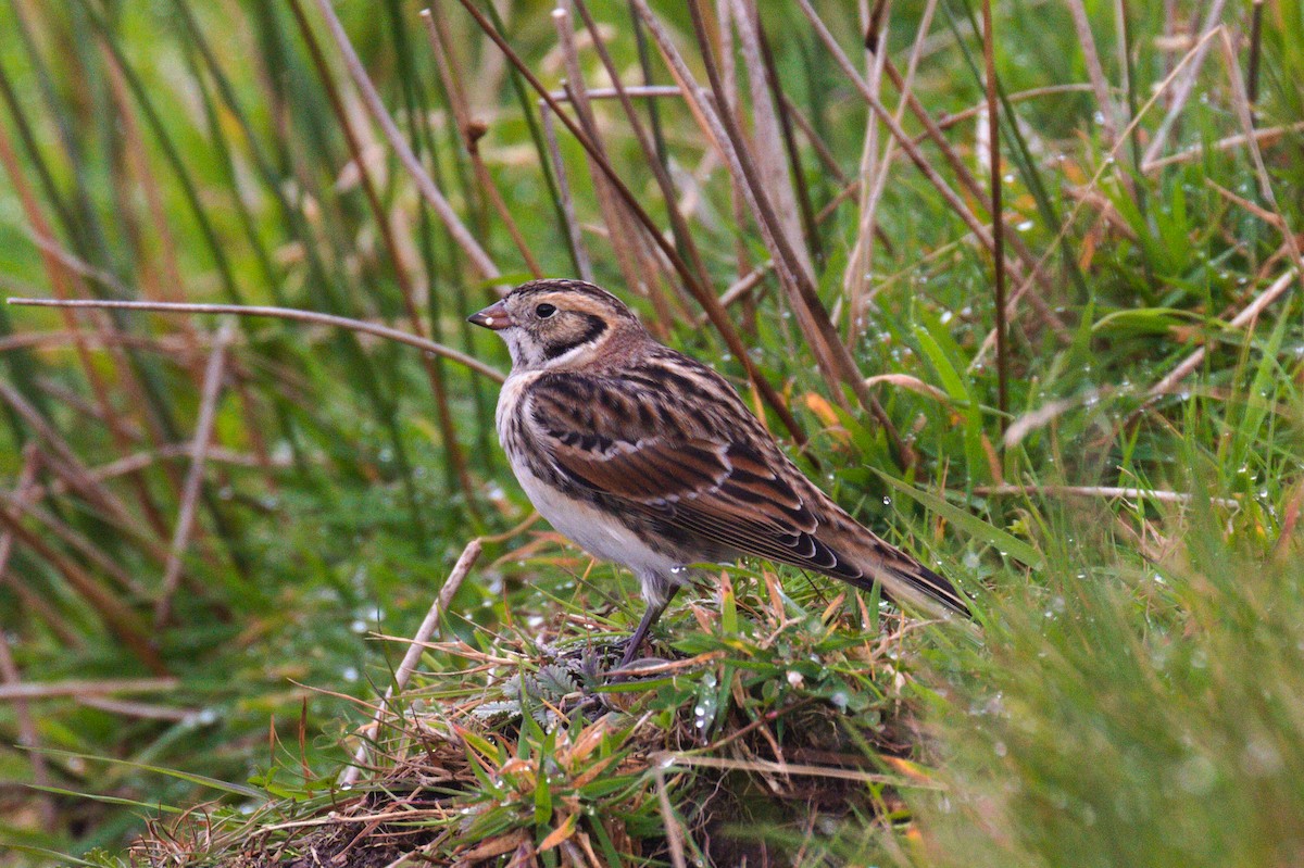 Lapland Longspur - ML268724331