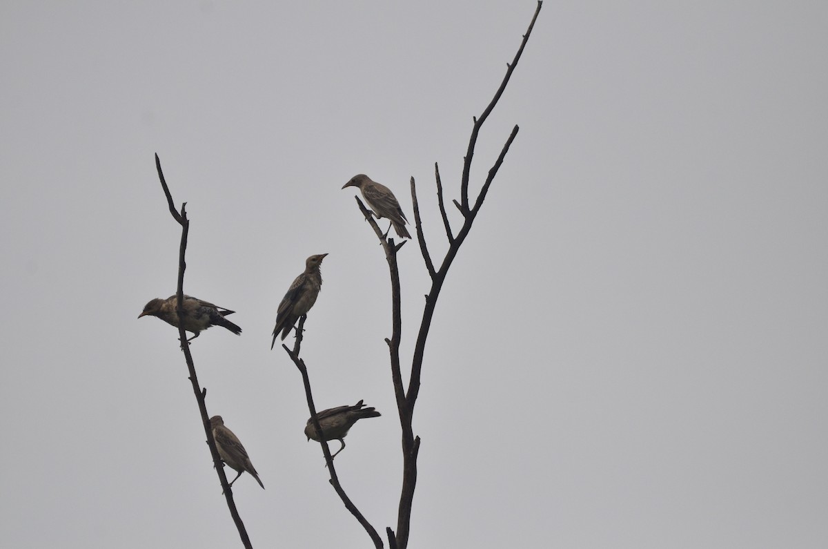 Rosy Starling - ML268724731