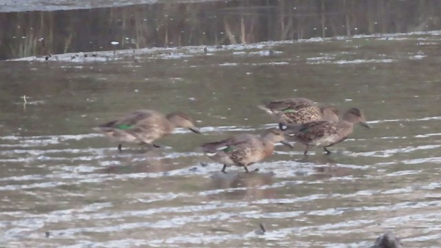 Green-winged Teal - ML268726121