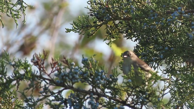 lesňáček žlutoskvrnný (ssp. coronata) - ML268726351