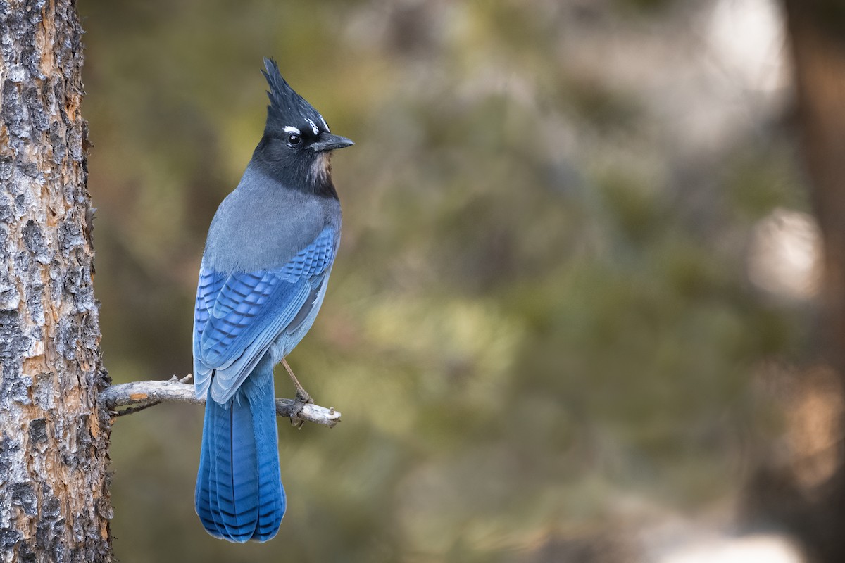 Steller's Jay - ML268727081