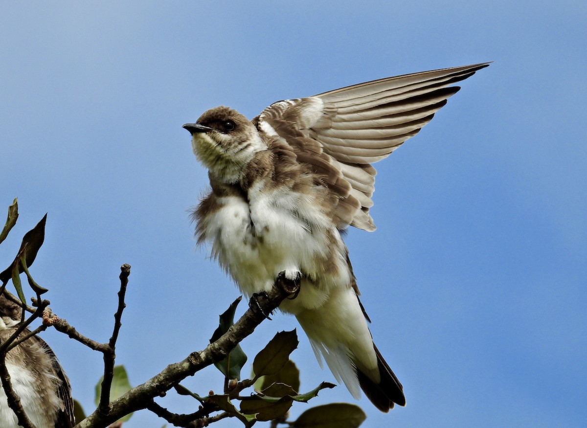 Brown-chested Martin - ML268727111