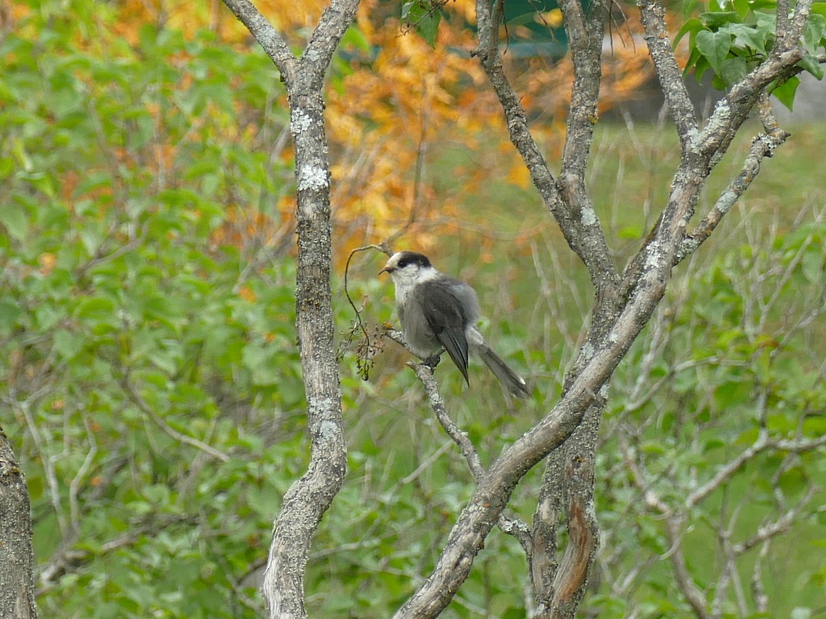 Canada Jay - Anne Déry