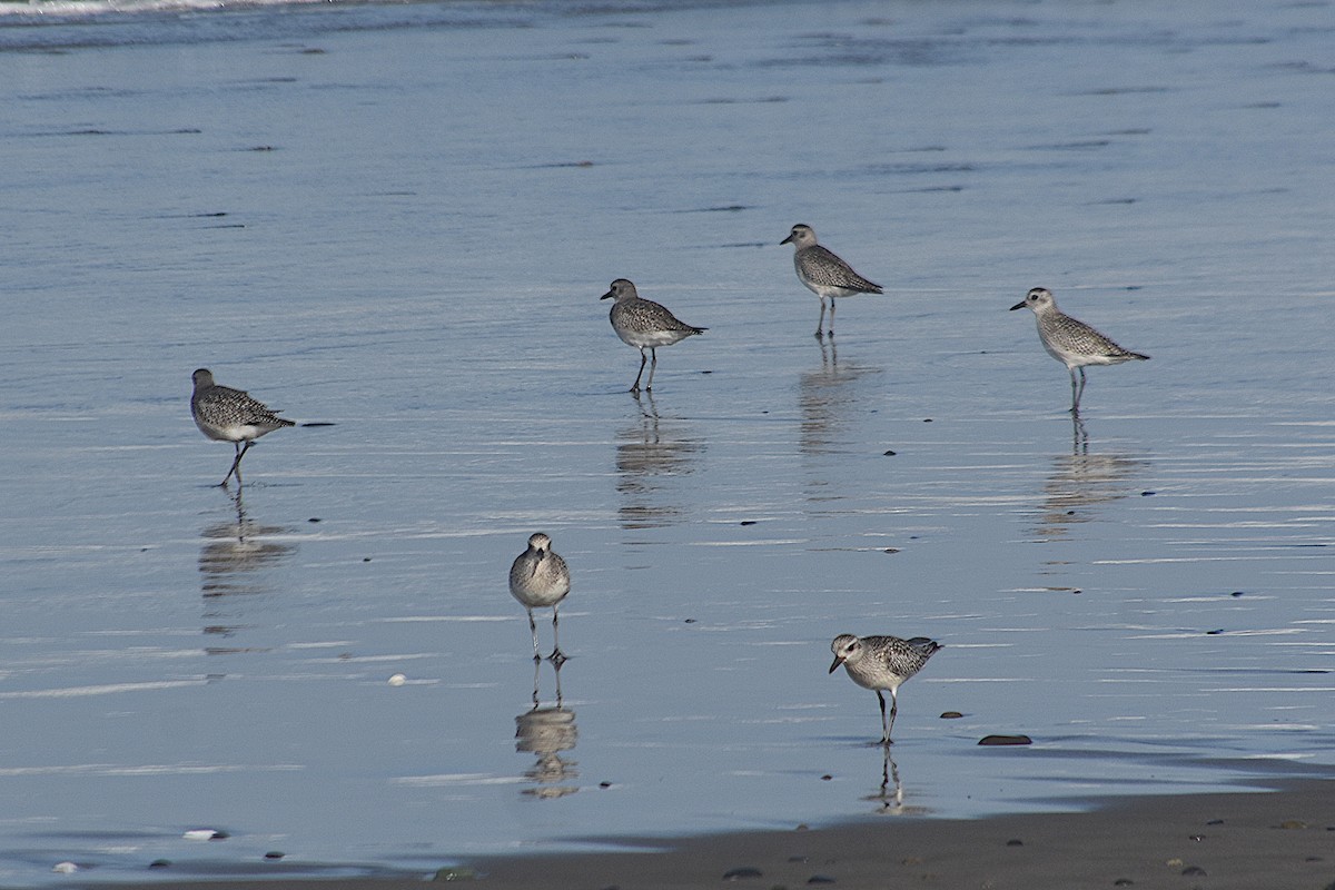 Black-bellied Plover - Don Henise