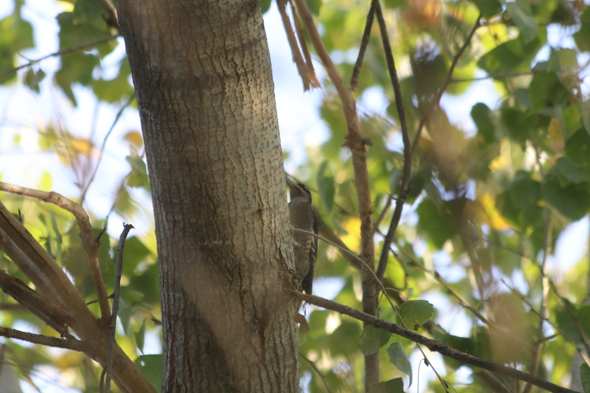 Red-naped Sapsucker - ML268733131