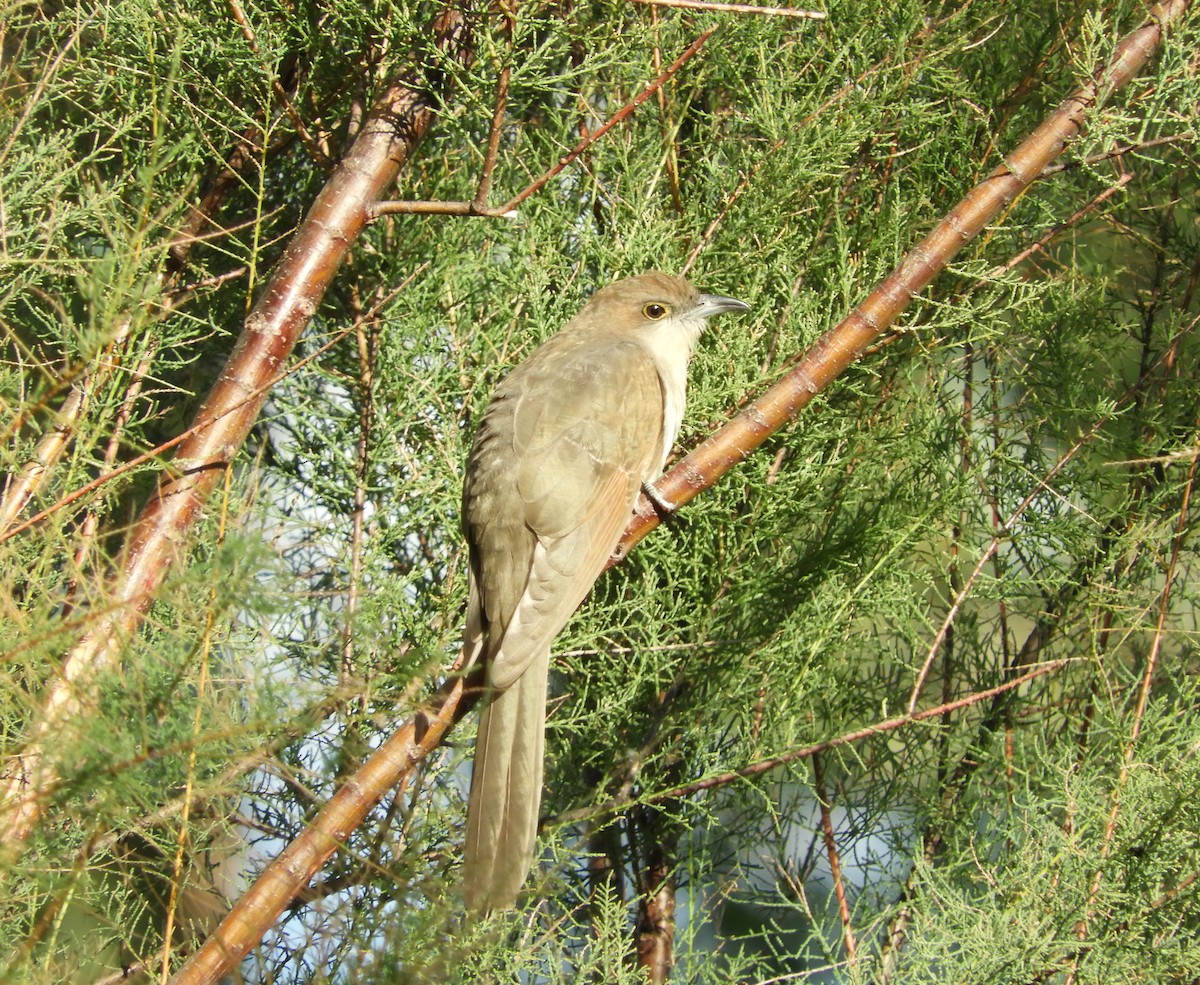 Black-billed Cuckoo - ML268735701