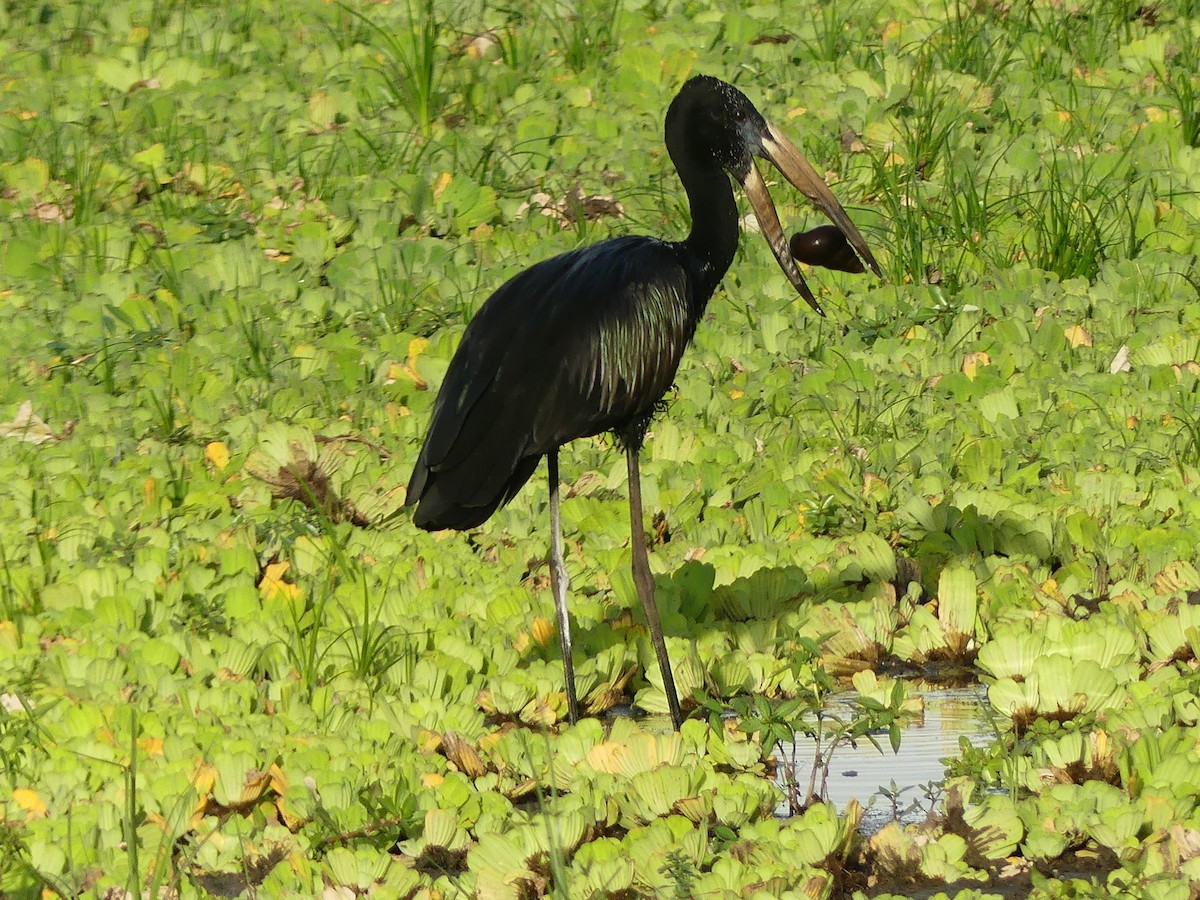 African Openbill - ML268736261