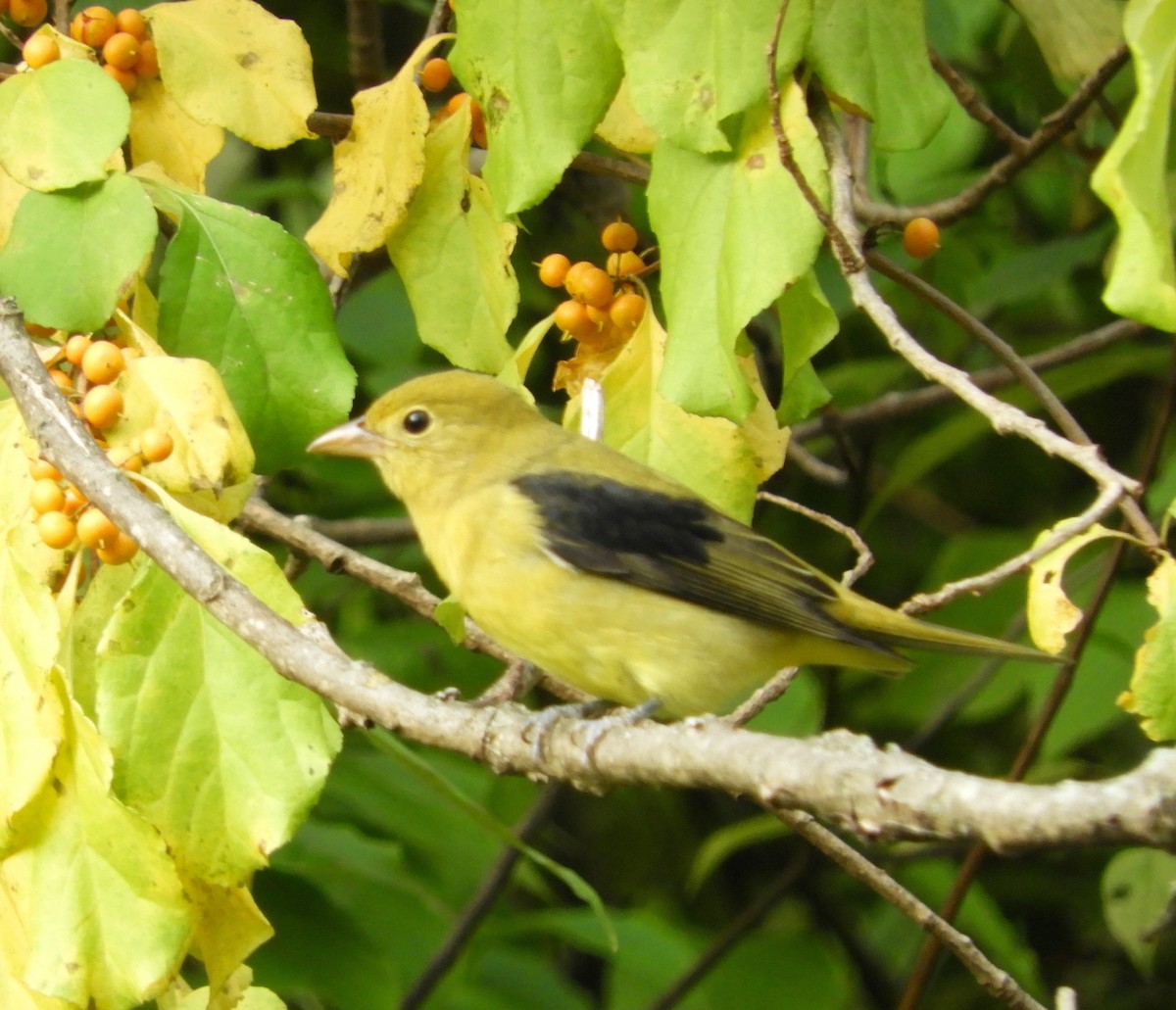 Scarlet Tanager - ML268736291