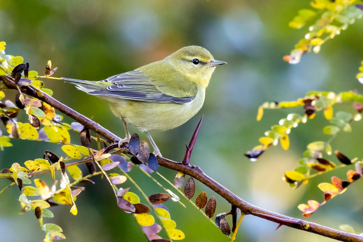 Tennessee Warbler - ML268737441