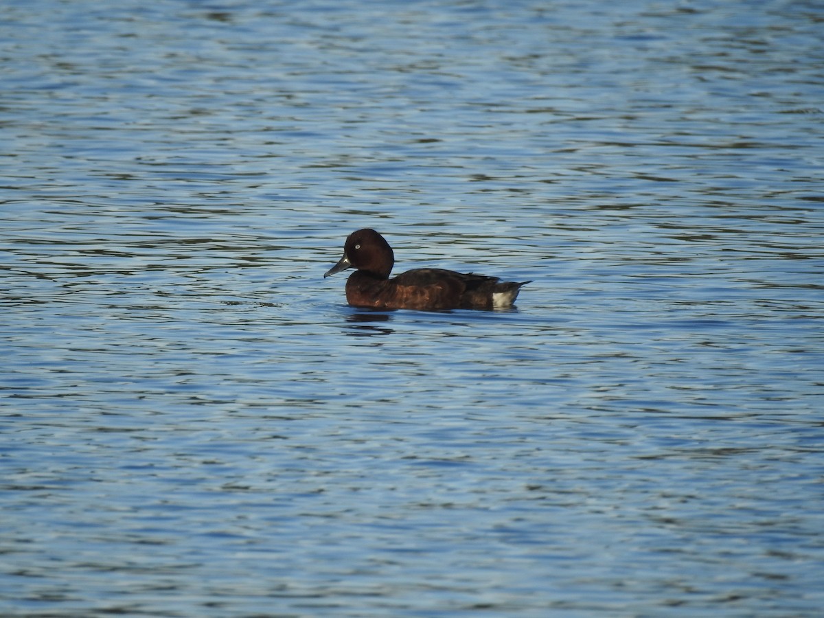 Ундар шумбуур - ML268737461