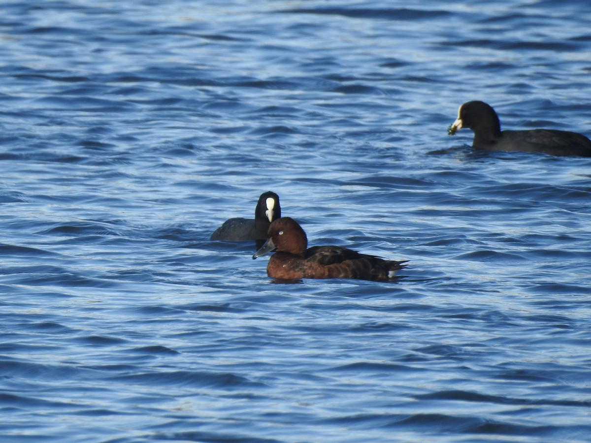 Ундар шумбуур - ML268737511